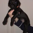 Patterdale Terrier
