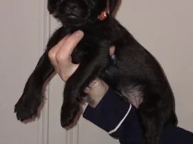 Patterdale Terrier