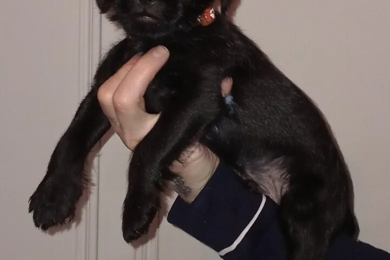Patterdale Terrier