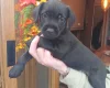 Patterdale Terrier