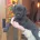 Patterdale Terrier
