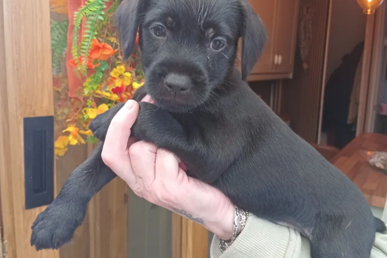 Patterdale Terrier