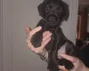 Patterdale Terrier