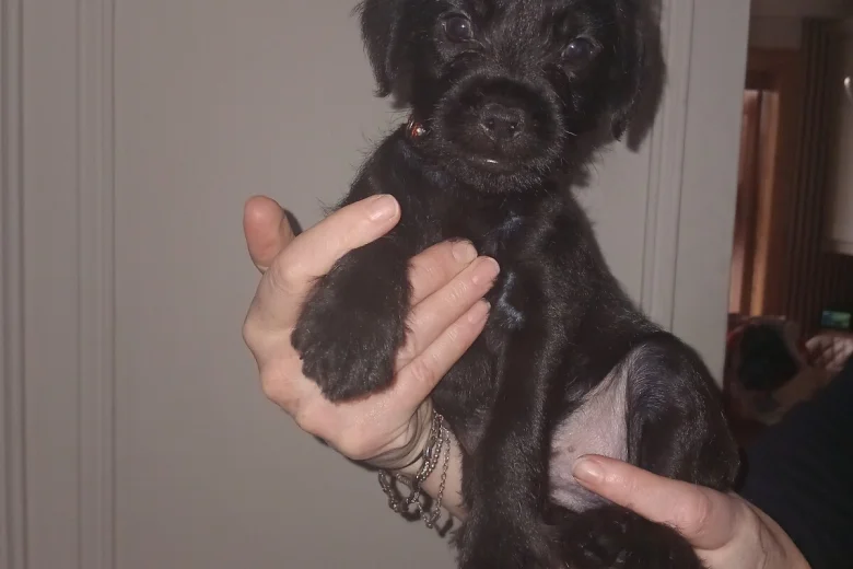 Patterdale Terrier