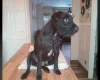 Patterdale Terrier