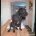 Patterdale Terrier