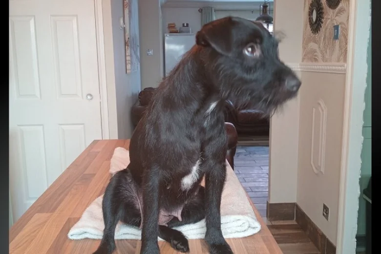 Patterdale Terrier