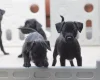 Patterdale Terrier