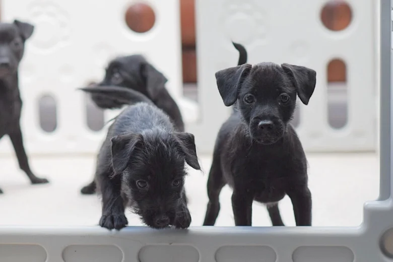 Patterdale Terrier