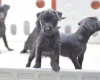Patterdale Terrier