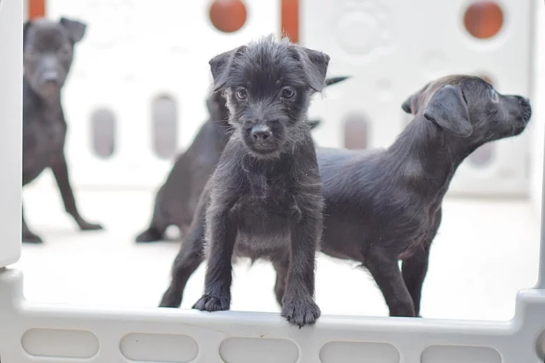 Patterdale Terrier