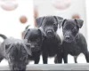Patterdale Terrier