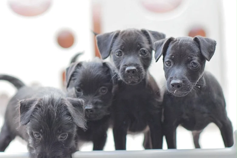 Patterdale Terrier