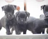 Patterdale Terrier