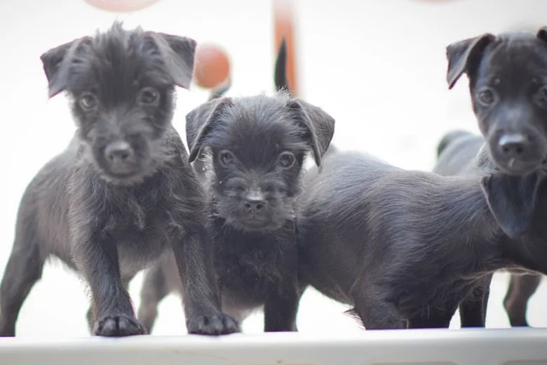 Patterdale Terrier