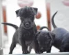 Patterdale Terrier