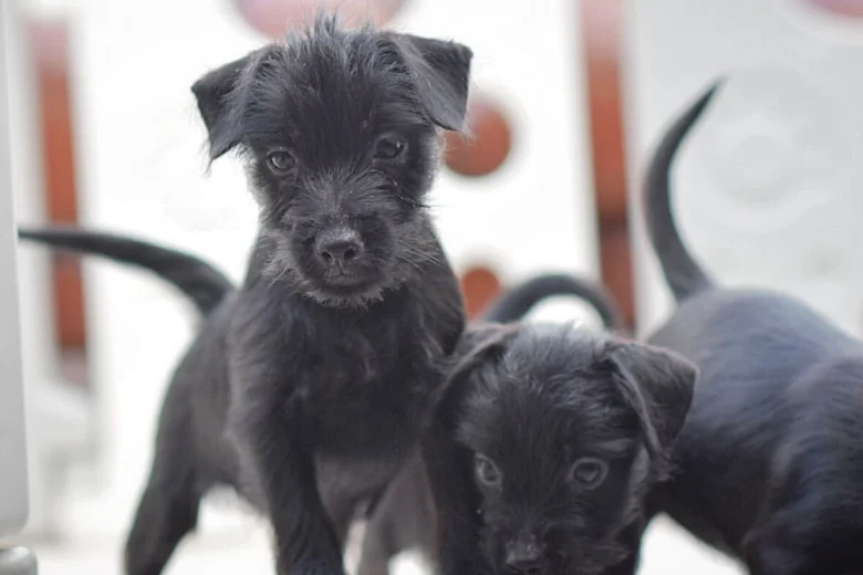 Patterdale Terrier