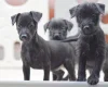 Patterdale Terrier