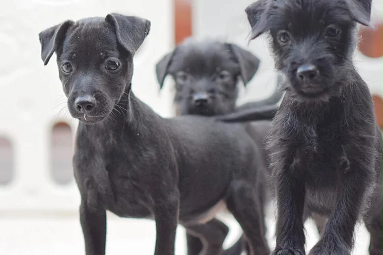 Patterdale Terrier