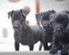 Patterdale Terrier