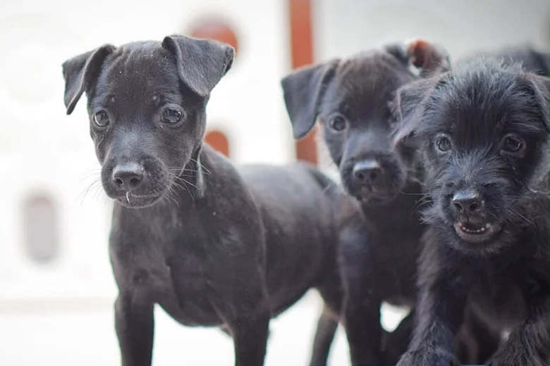 Patterdale Terrier