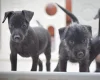 Patterdale Terrier