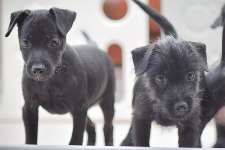 Patterdale Terrier