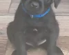 Patterdale Terrier