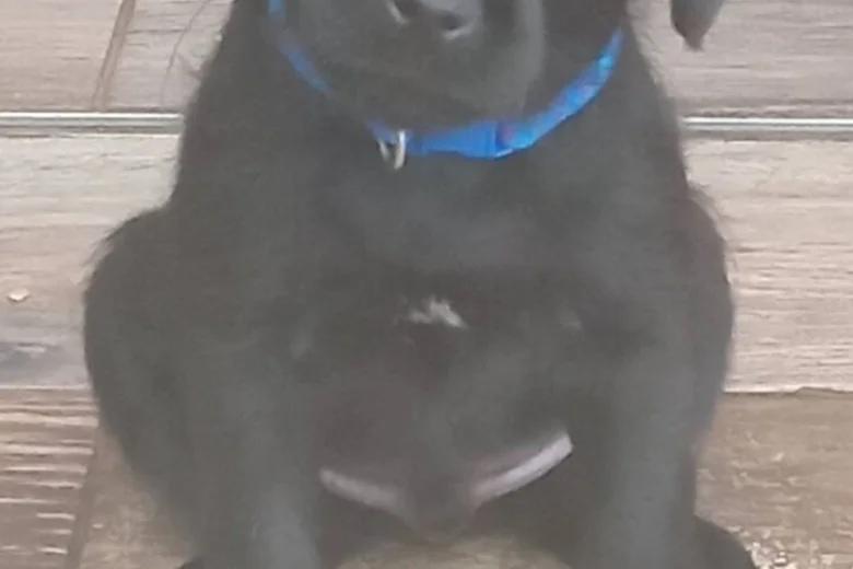 Patterdale Terrier