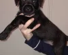 Patterdale Terrier