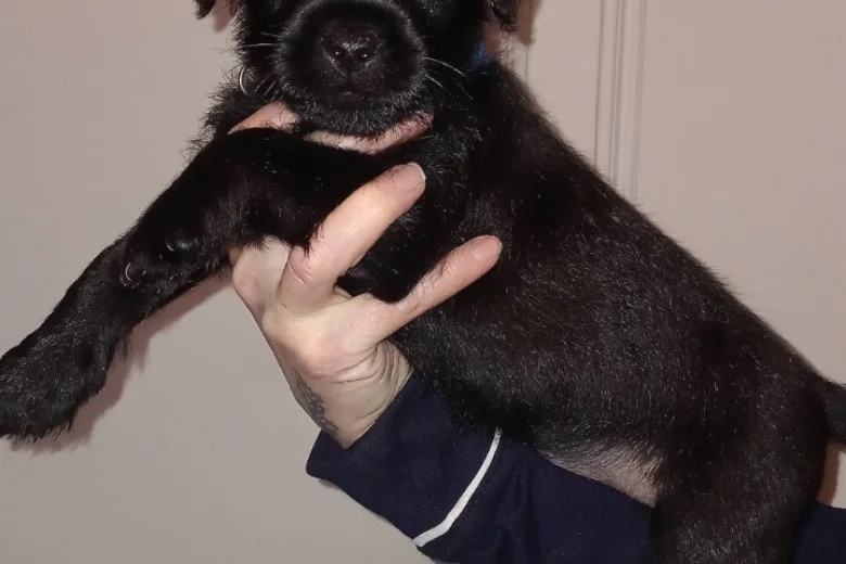 Patterdale Terrier