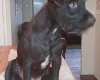 Patterdale Terrier