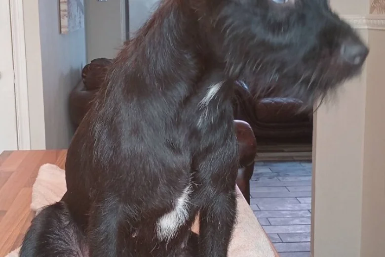 Patterdale Terrier