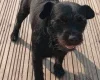 Patterdale Terrier