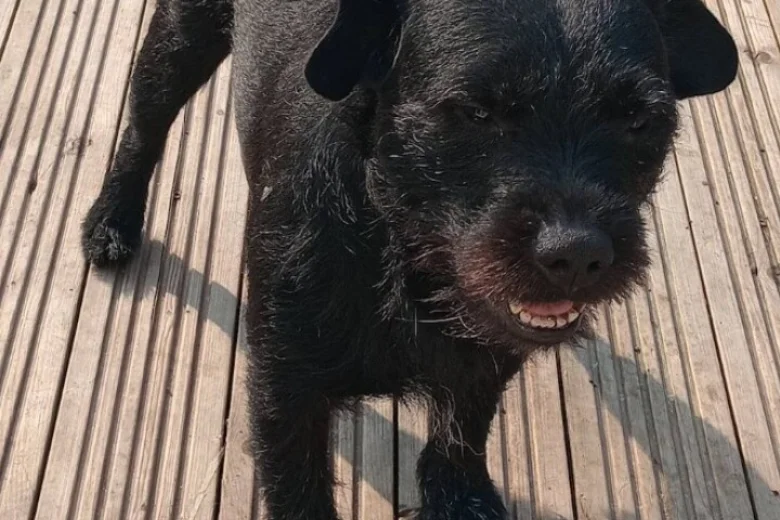 Patterdale Terrier