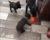 Patterdale Terrier