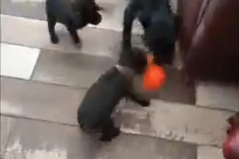Patterdale Terrier