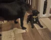 Patterdale Terrier
