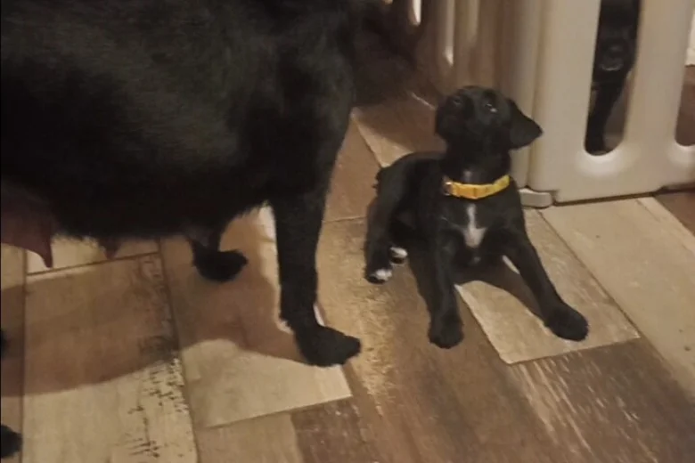 Patterdale Terrier