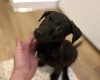 Patterjack