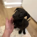 Patterjack