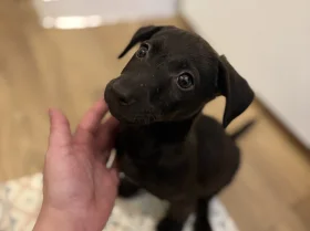 Patterjack