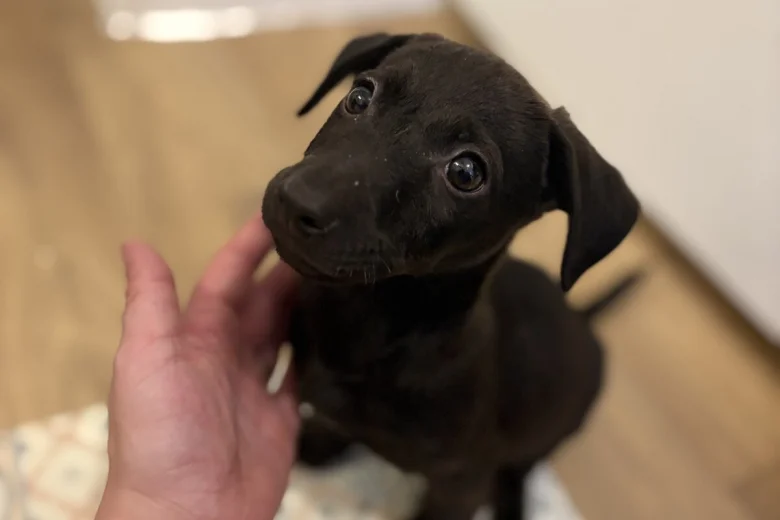 Patterjack