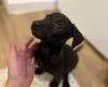 Patterjack