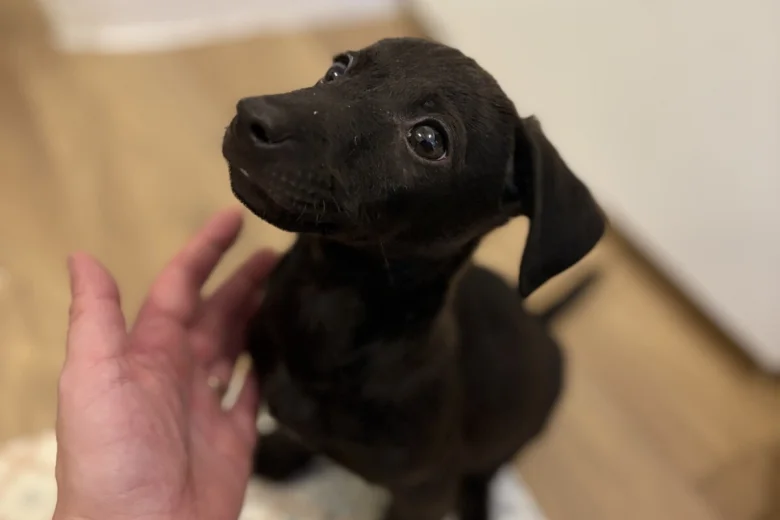 Patterjack