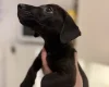 Patterjack