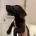 Patterjack