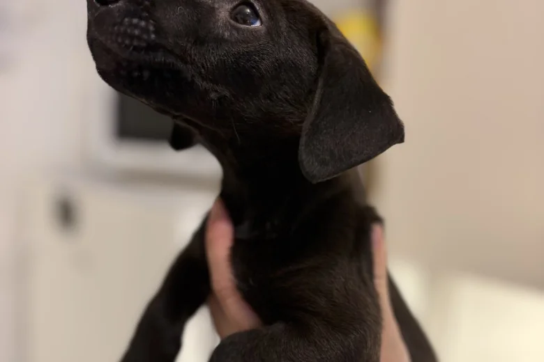 Patterjack