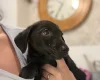 Patterjack