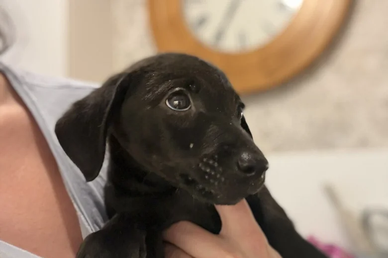 Patterjack